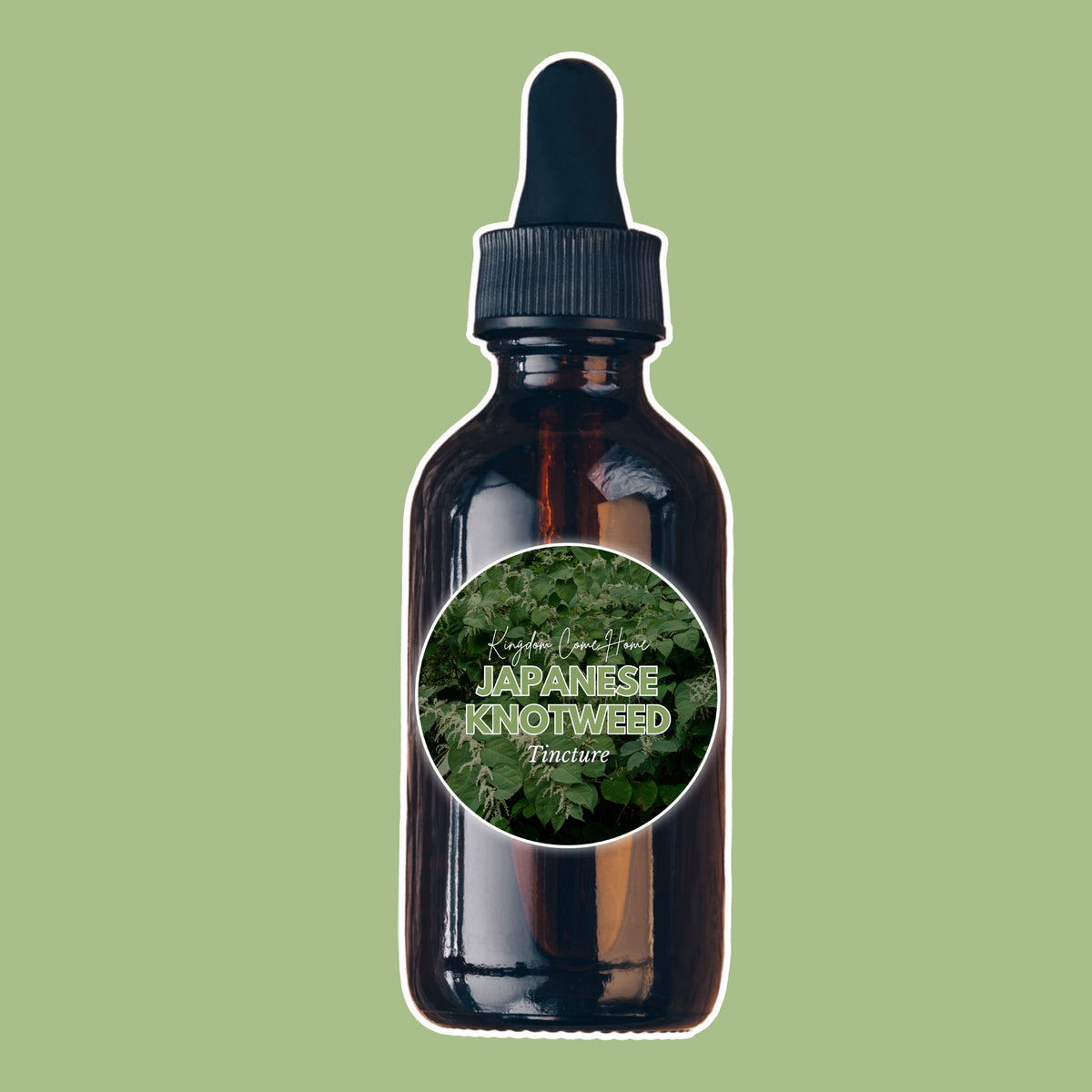 Japanese Knotweed Tincture
