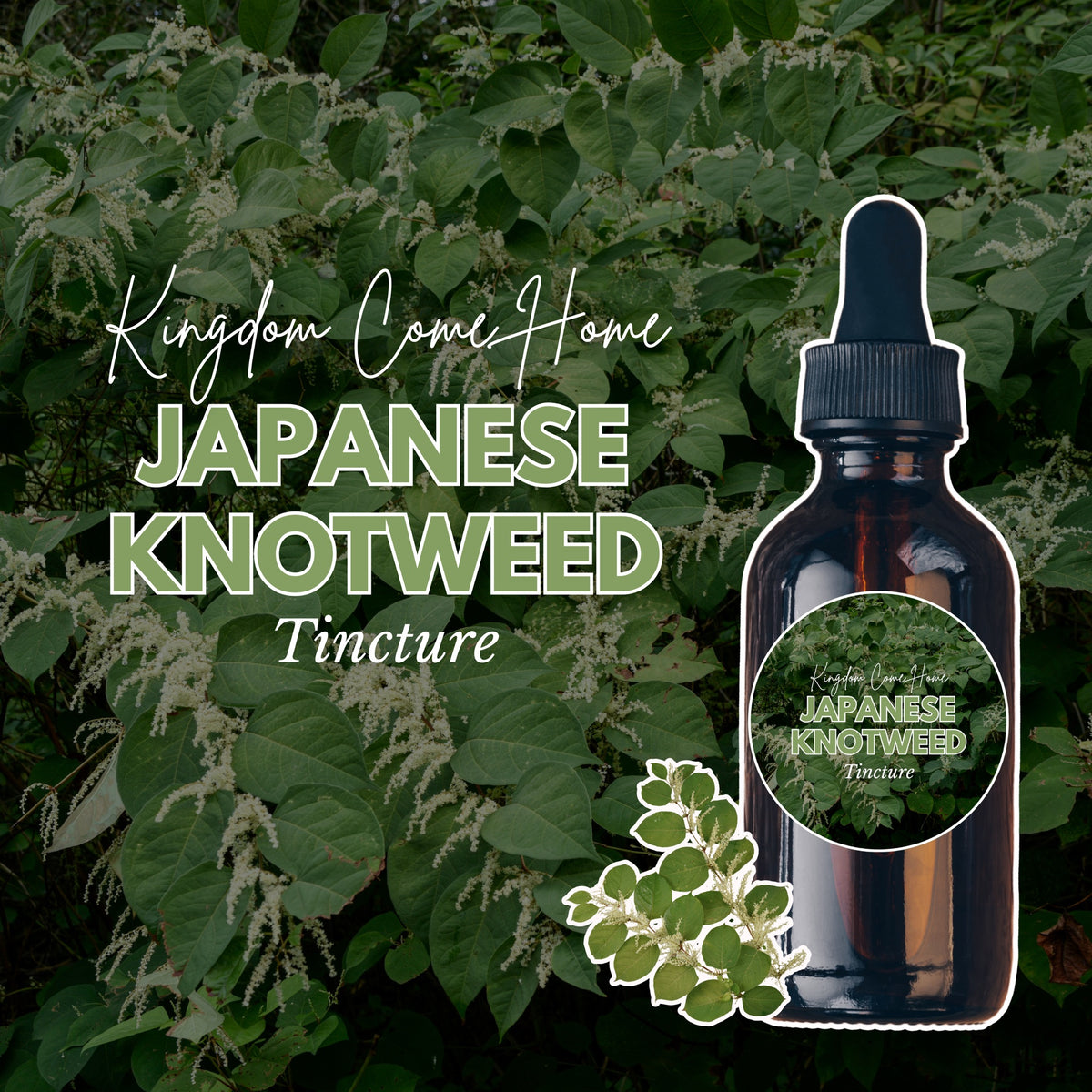Japanese Knotweed Tincture