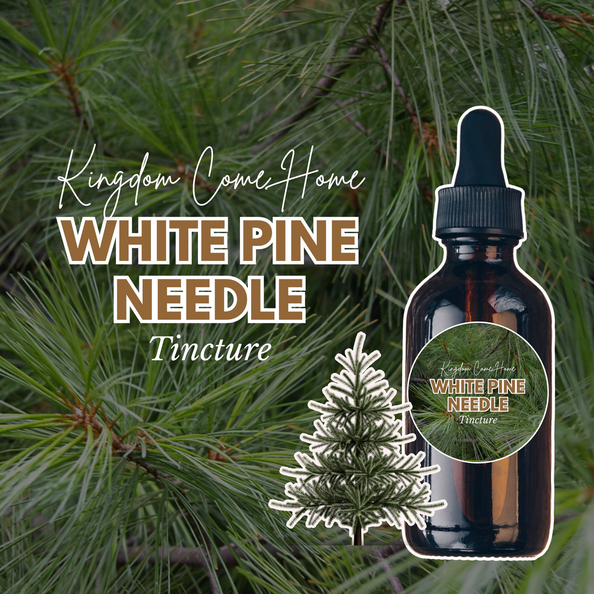 White Pine Needle Tincture