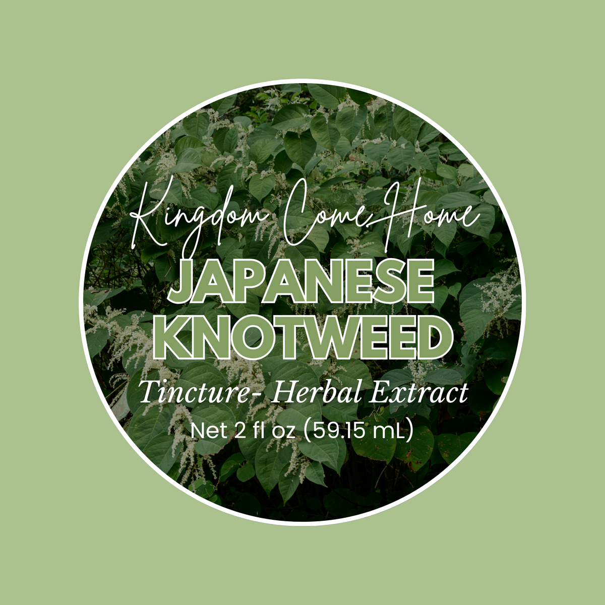 Japanese Knotweed Tincture