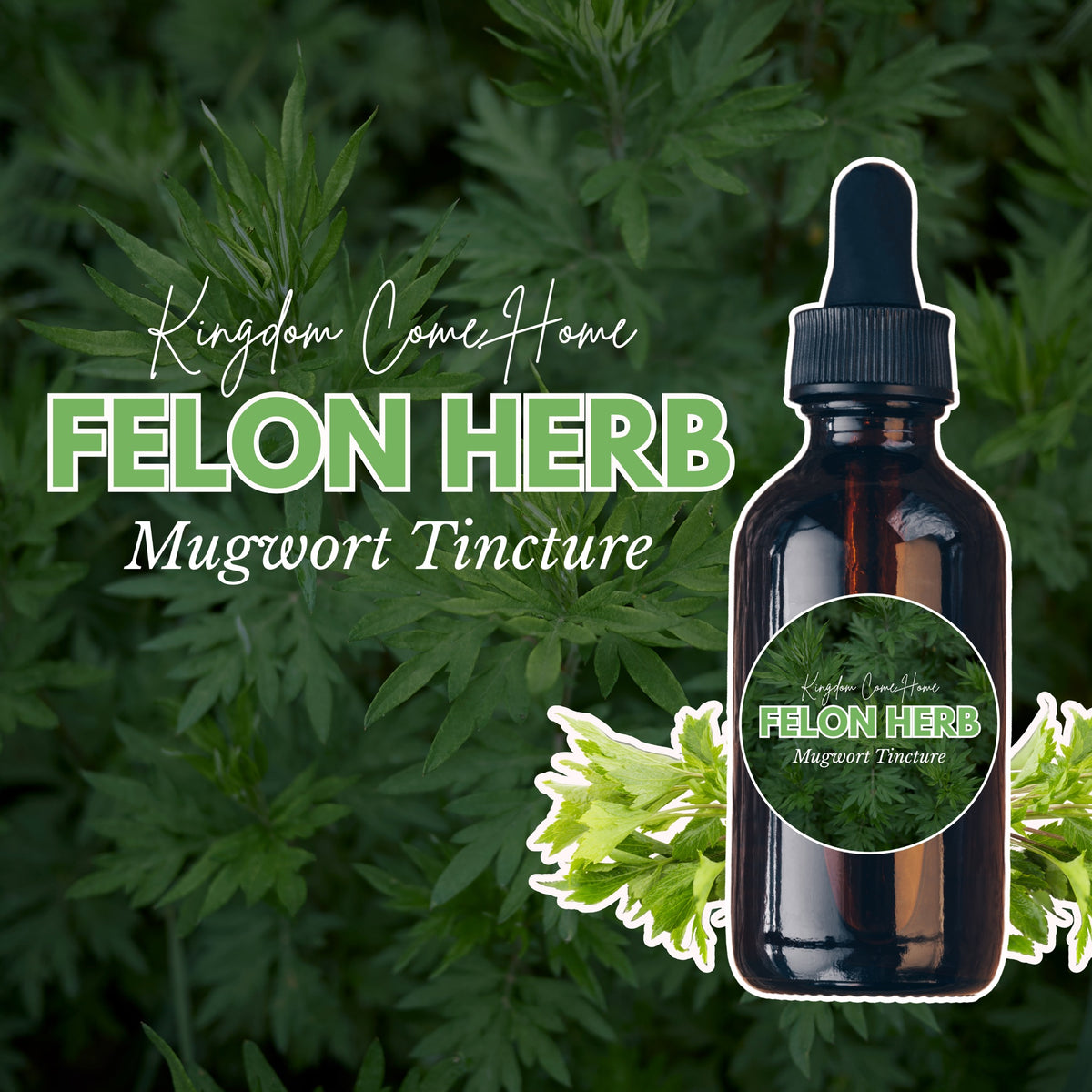 Felon Herb (Mugwort) Tincture
