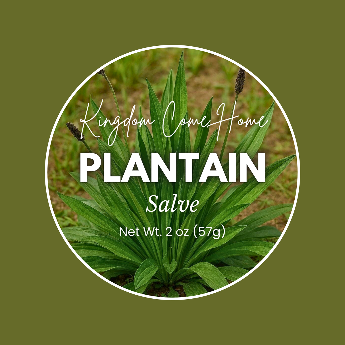 Plantain Healing Salve